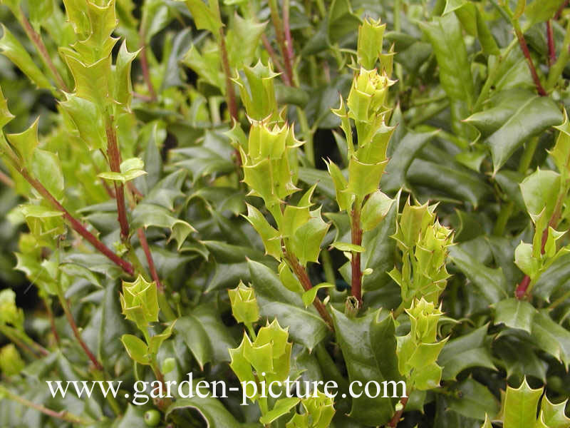 Ilex cornuta 'Hitchcock'