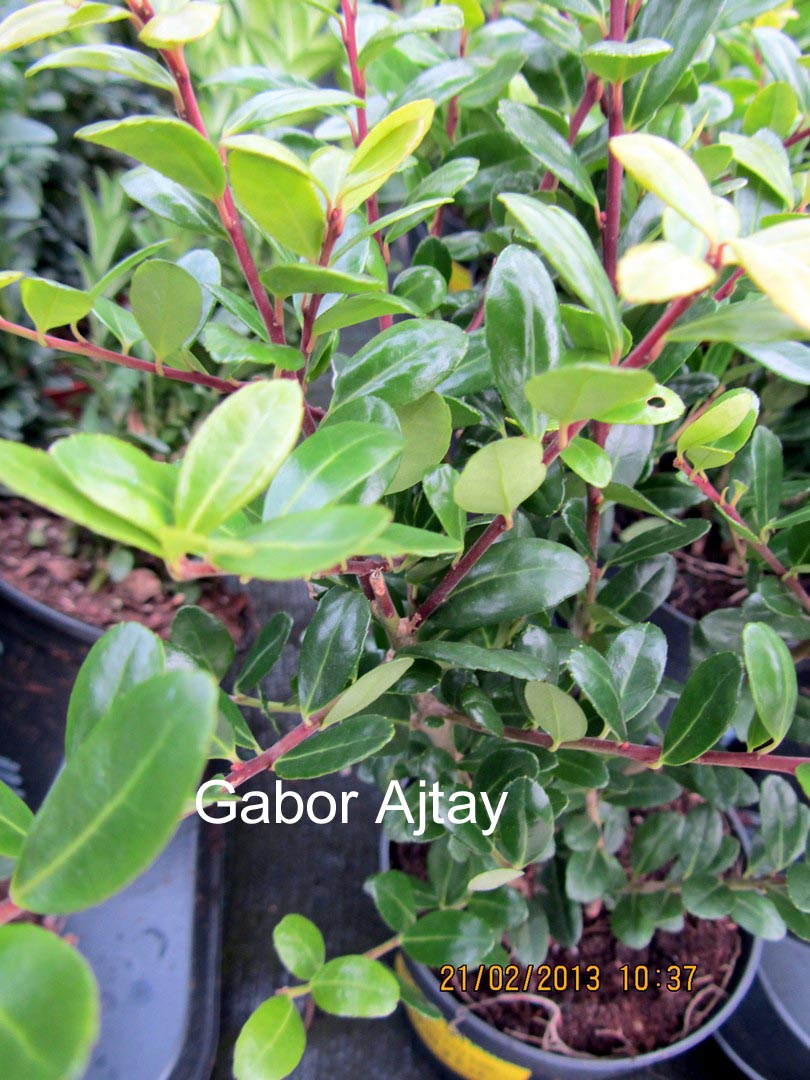 Ilex crenata 'Icoprins11' (DARK GREEN)