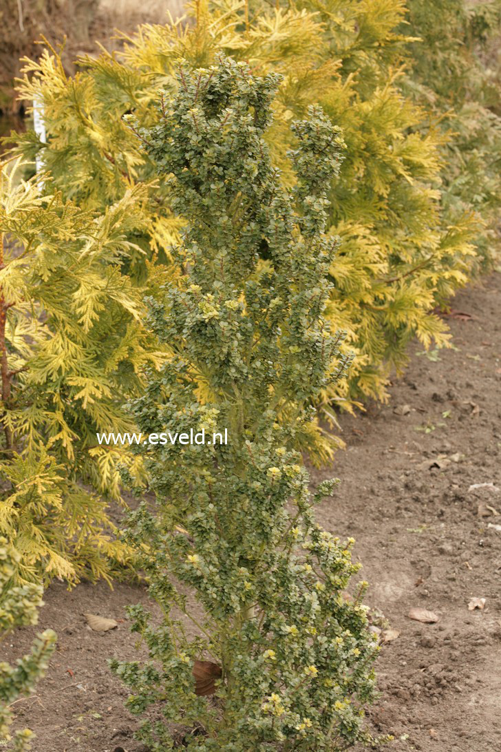 Ilex crenata 'Mariesii'