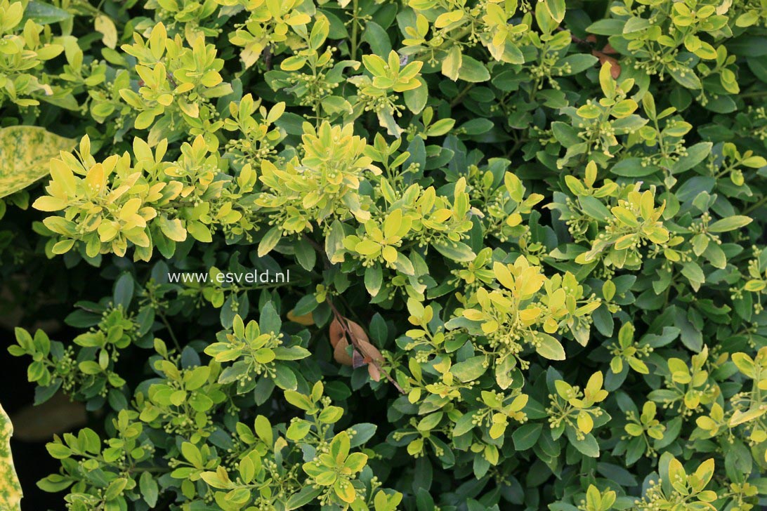 Ilex crenata 'McCracken's Variegated'