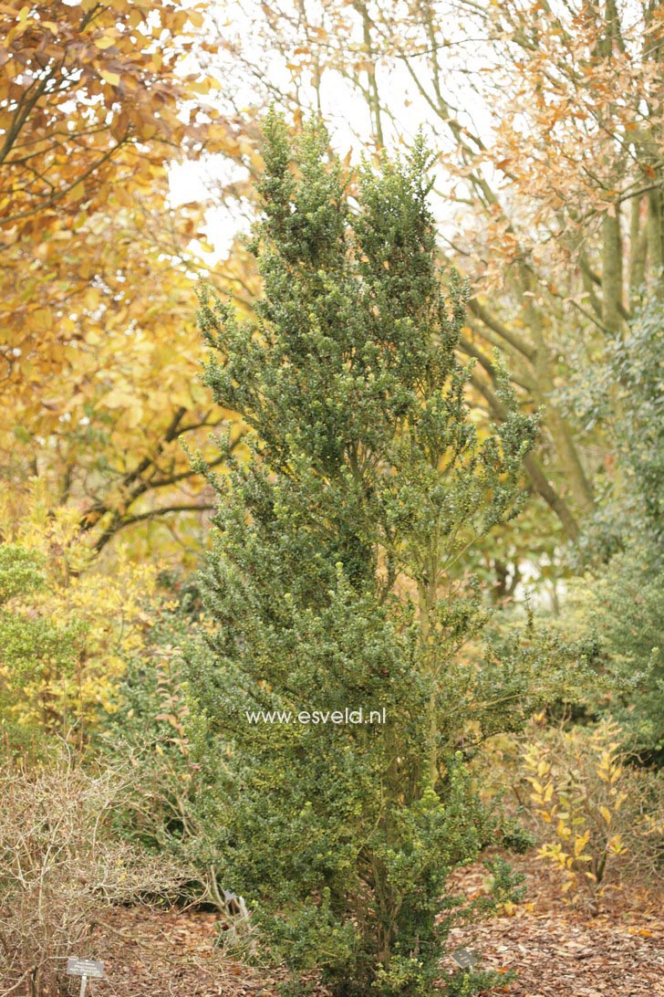 Ilex crenata 'Nakada'