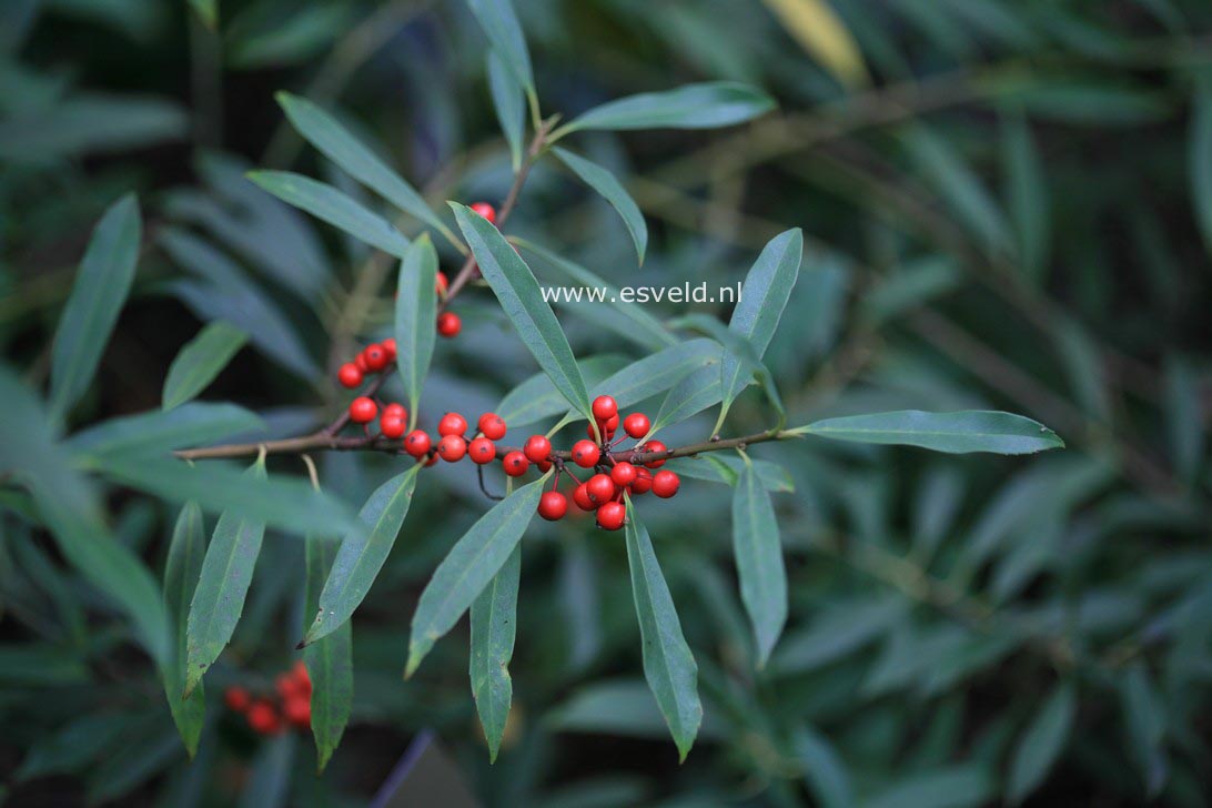 Ilex fargesii