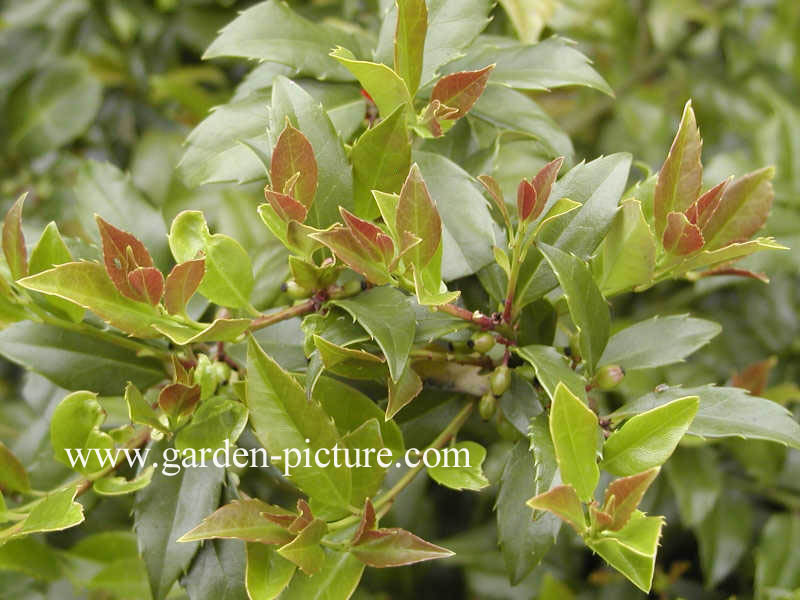 Ilex meserveae 'Goliath'