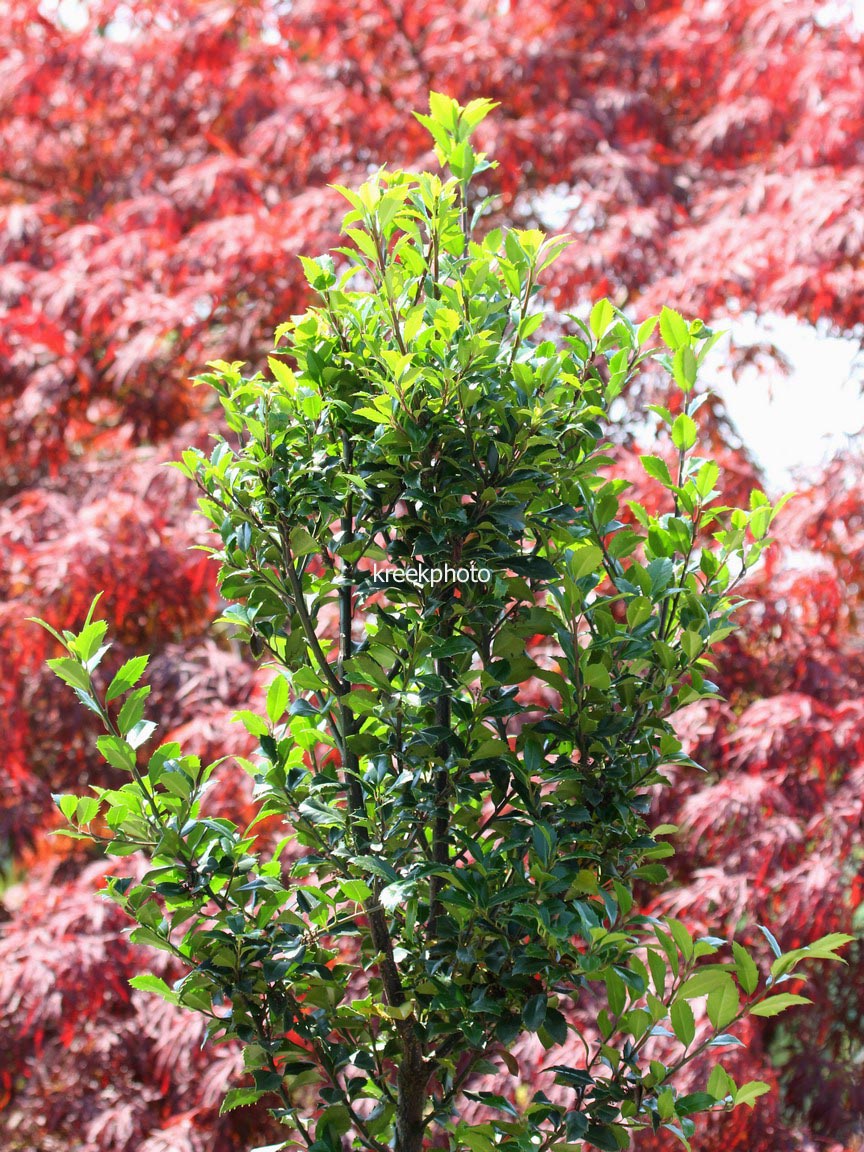 Ilex meserveae 'Heckenstar' (CASTLE WALL)