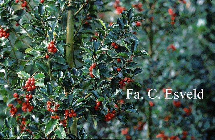 Ilex meserveae 'Mesid' (BLUE MAID)
