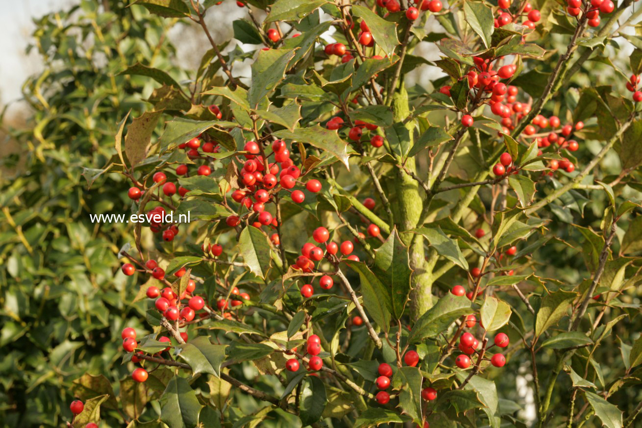 Ilex opaca 'Arden'