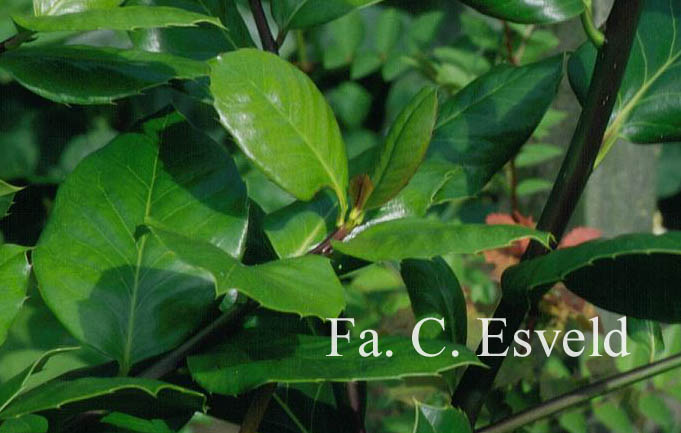 Ilex perado ssp. platyphylla