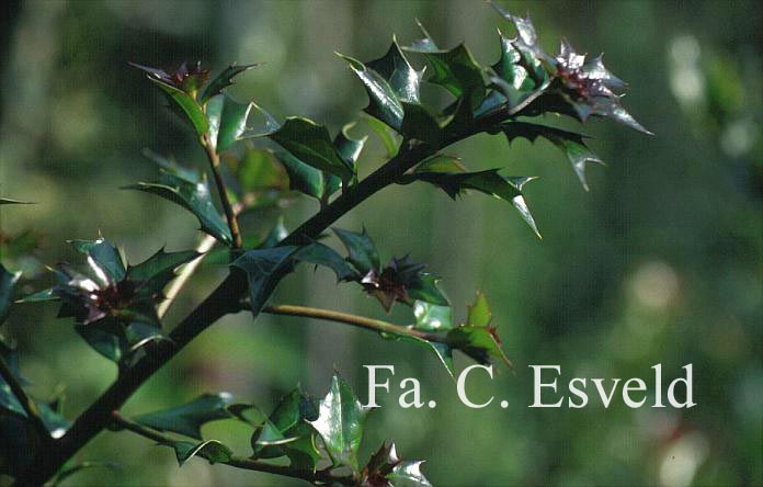 Ilex spinigera