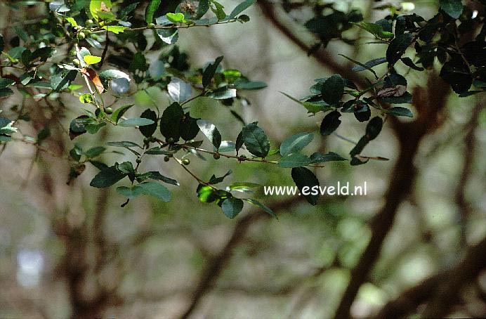 Ilex vomitoria