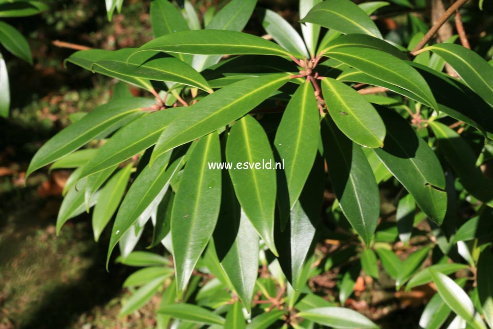 Illicium simonsii