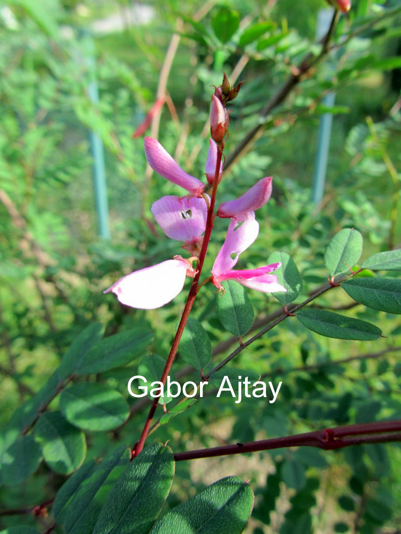 Indigofera himalayensis 'Silk Road'