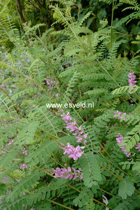 Indigofera potaninii