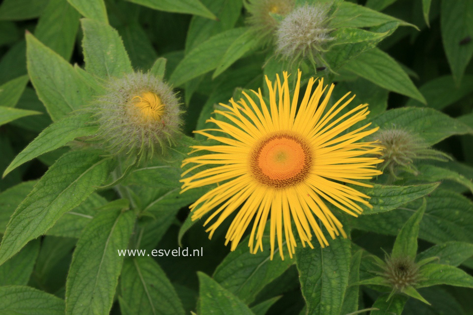 Inula hookeri