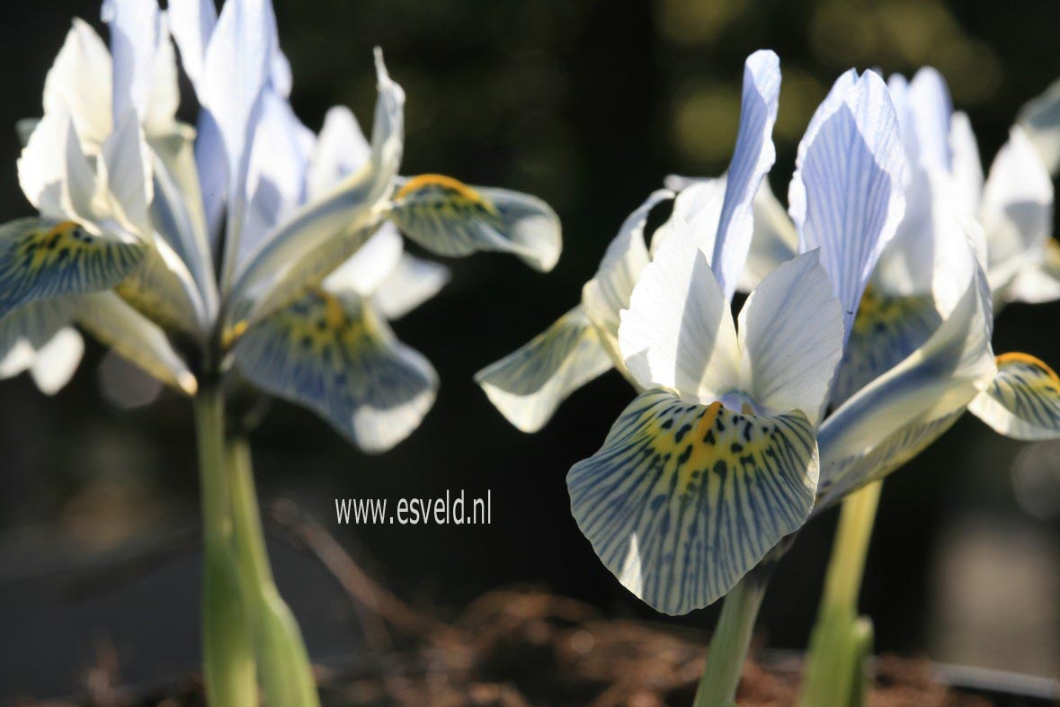 Iris 'Katharine Hodgkin'