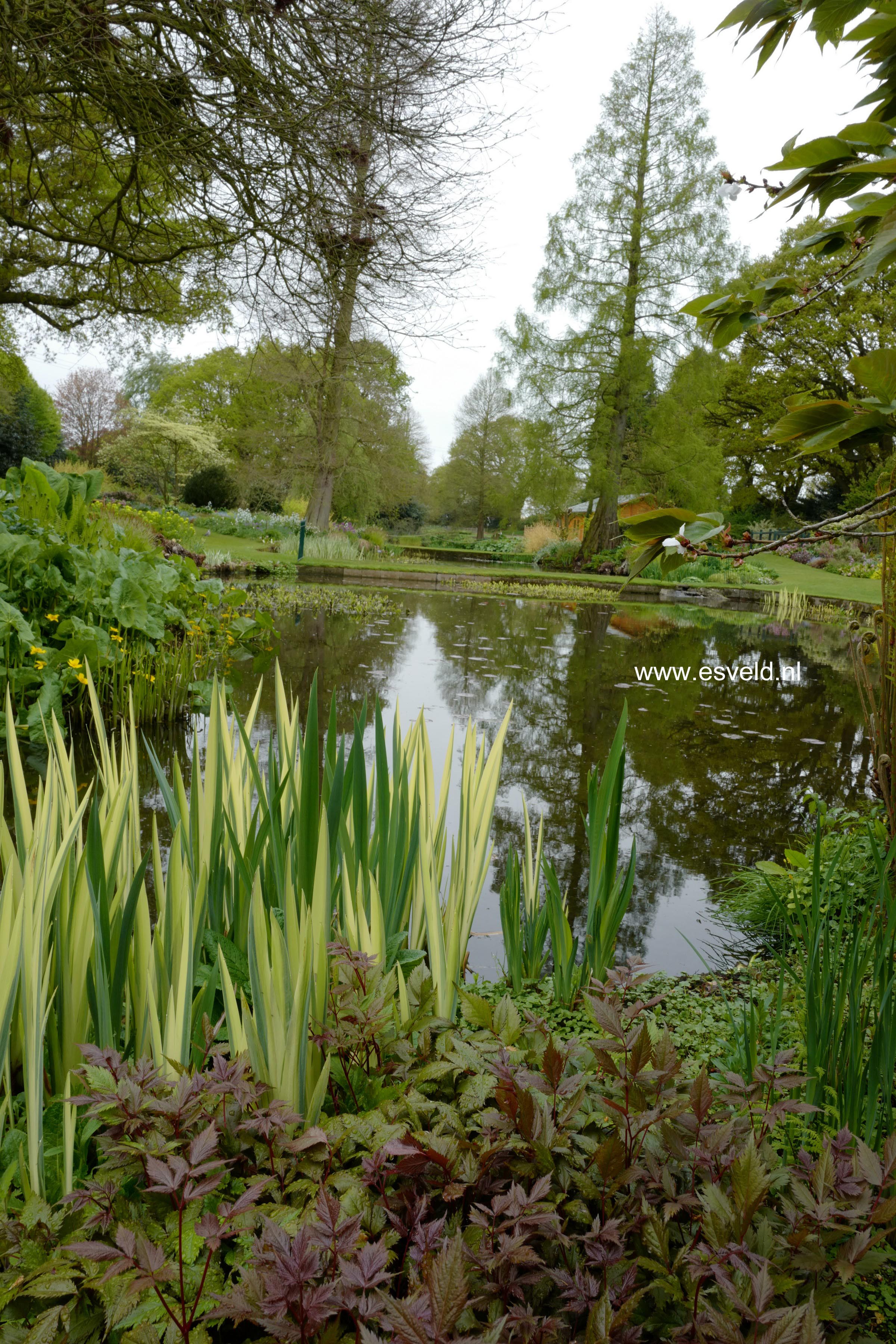Iris ensata 'Variegata'