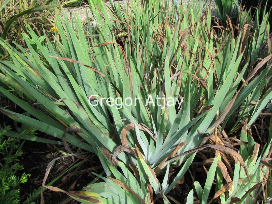 Iris germanica