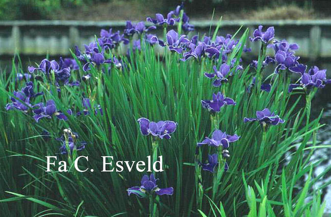 Iris sibirica 'Silver Edge'