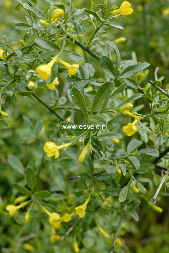 Jasminum fruticans