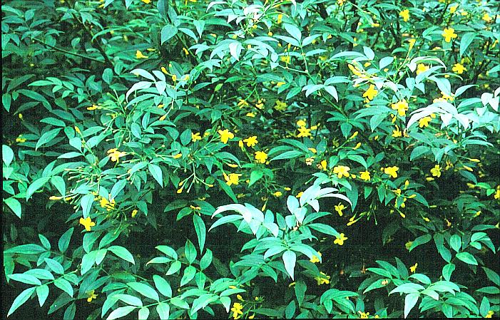 Jasminum humile 'Revolutum'