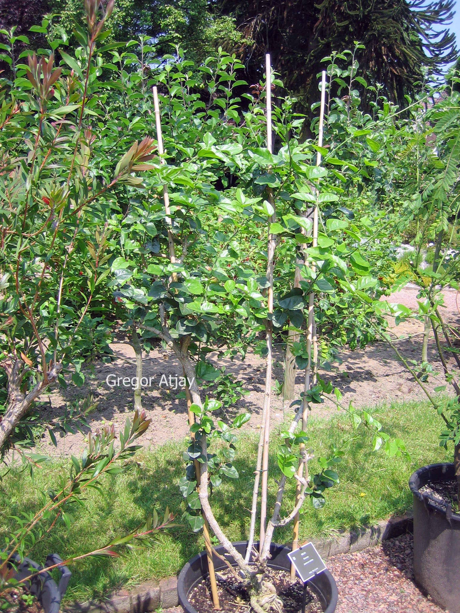 Jasminum sambac
