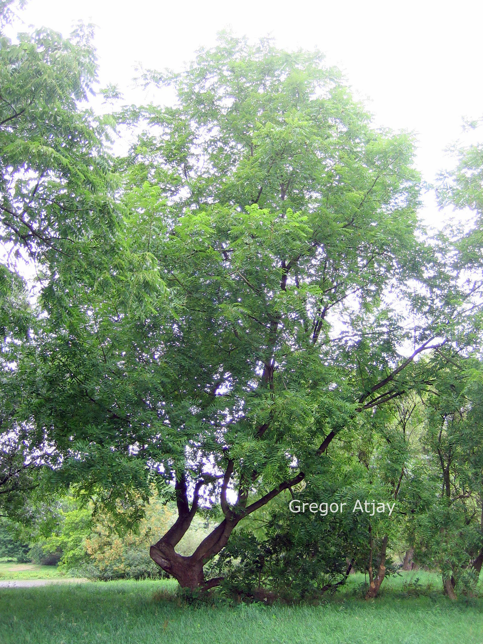 Juglans nigra 'Thomas'