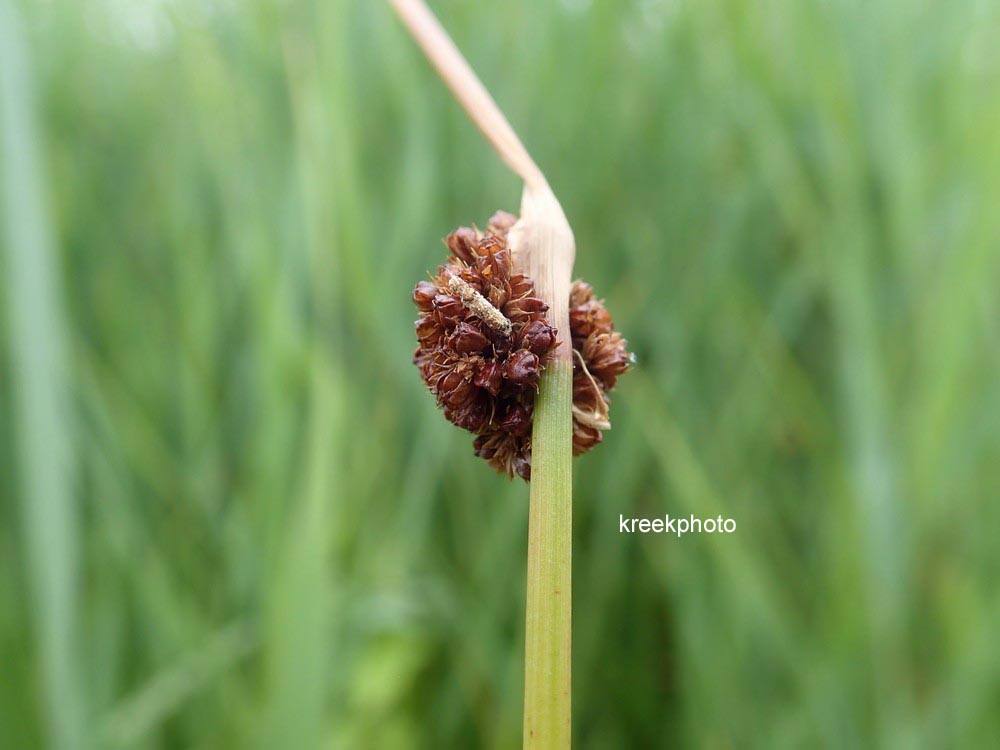 Juncus conglomeratus