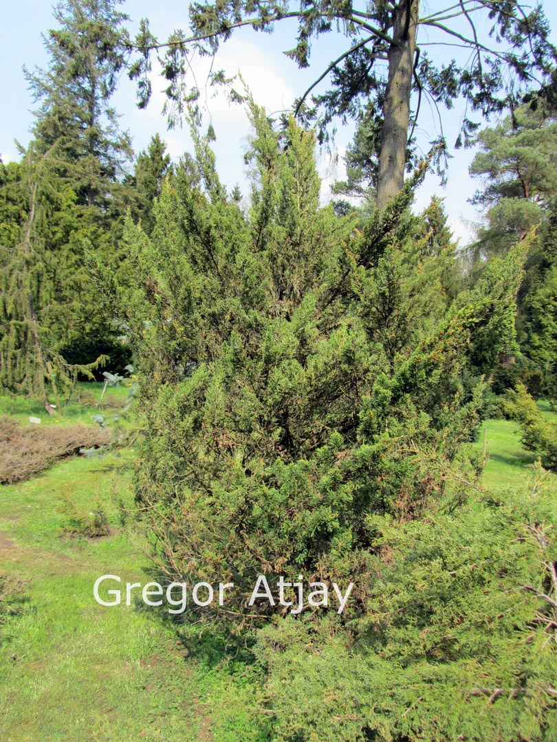 Juniperus chinensis 'Titlis'