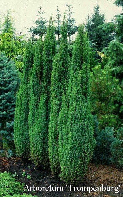 Juniperus communis 'Arnold'