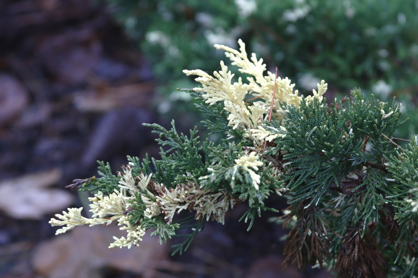 Juniperus communis 'Expansa Aureospicata'