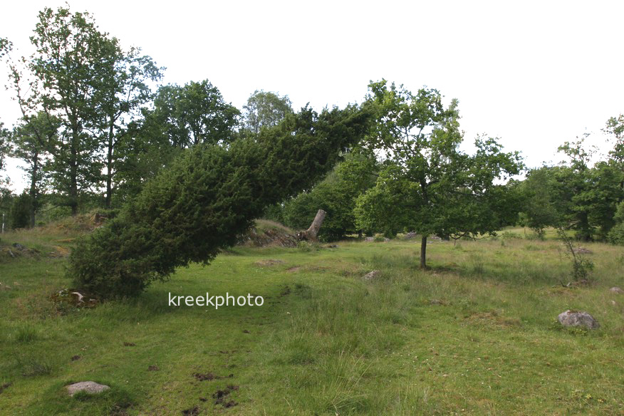 Juniperus communis