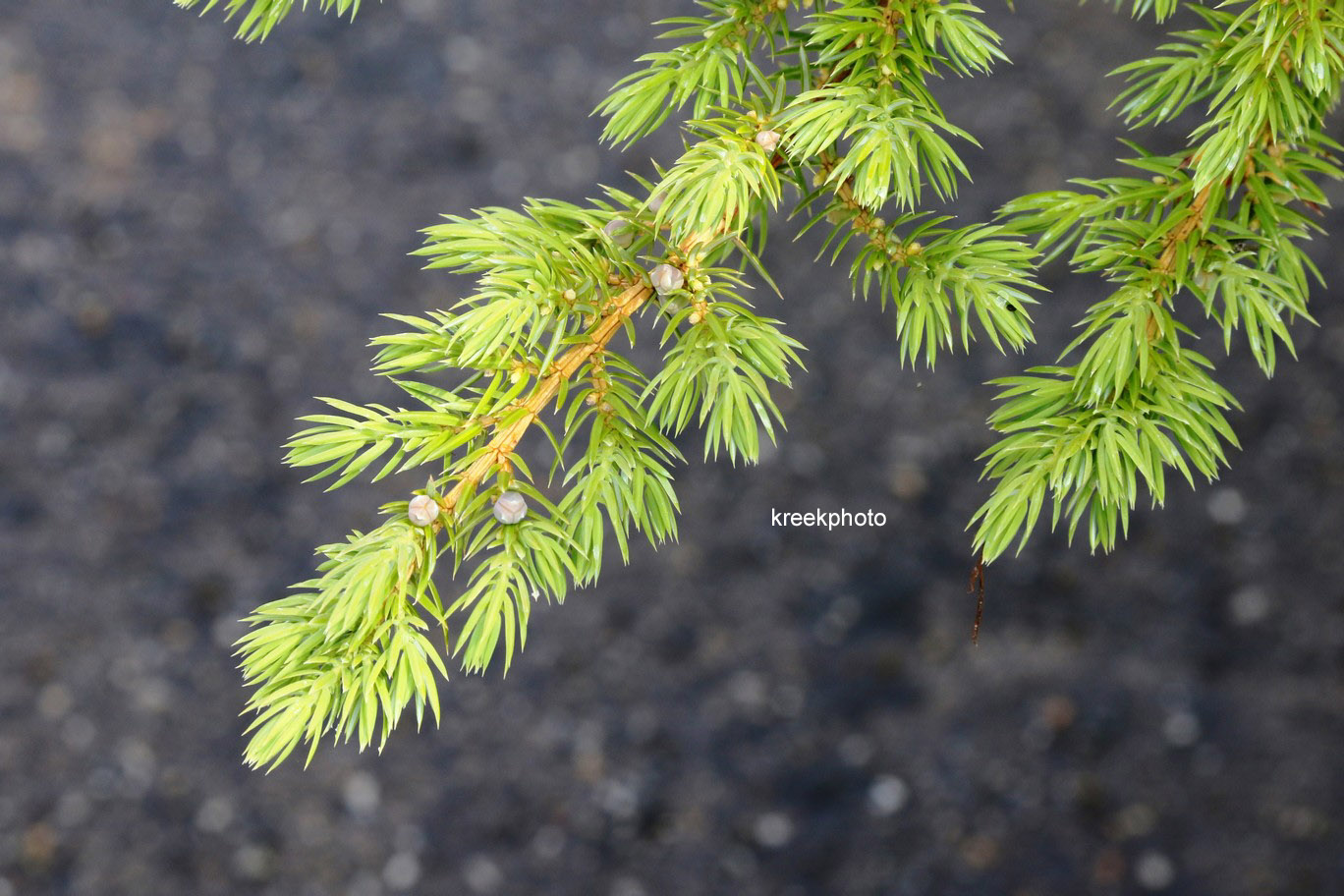 Juniperus conferta 'Schlager'