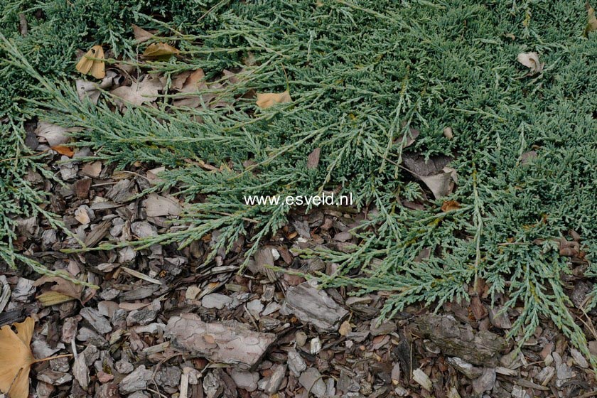 Juniperus horizontalis 'Monber' (ICEE BLUE)
