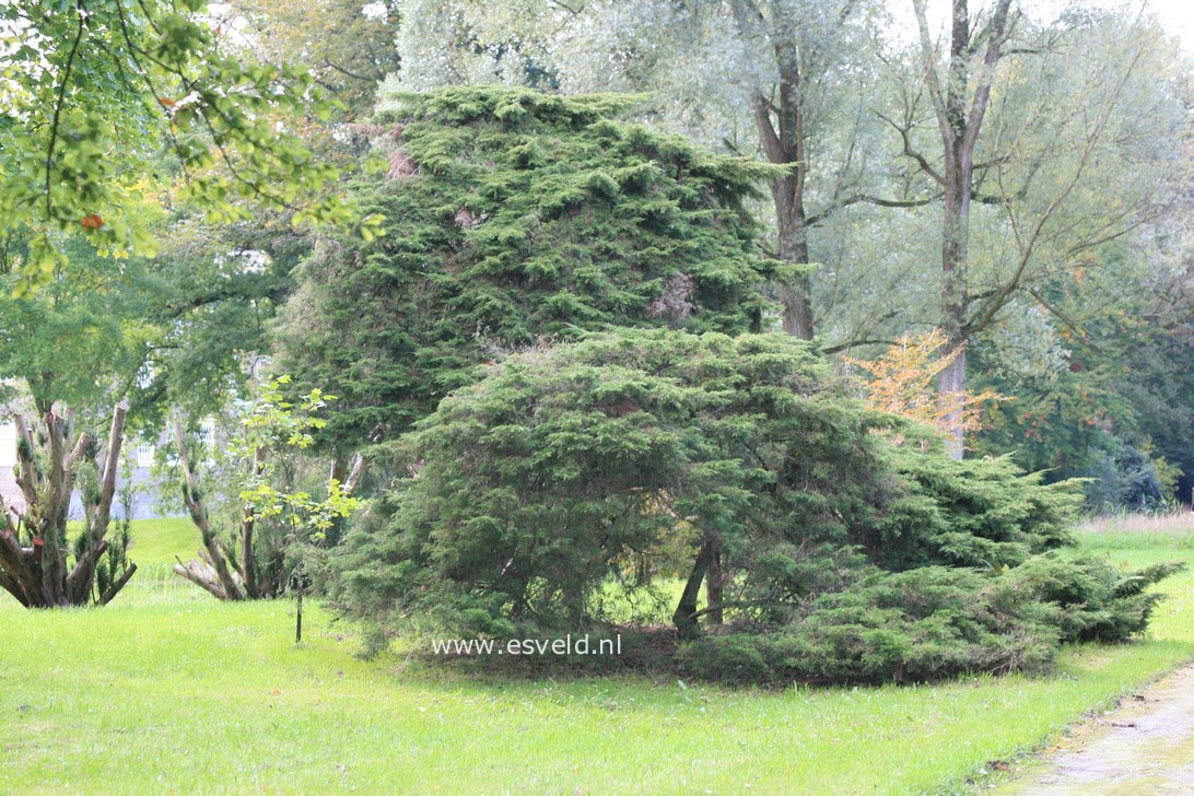 Juniperus pfitzeriana