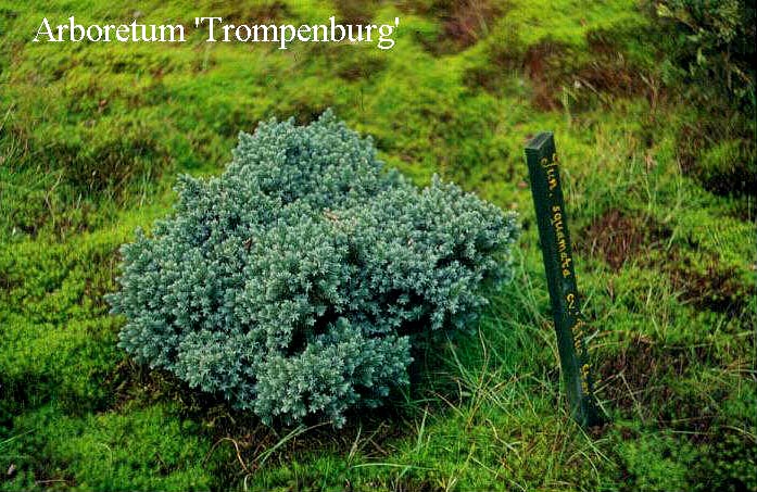 Juniperus squamata 'Blue Star'