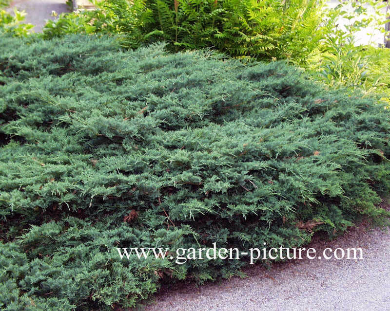 Juniperus virginiana 'Grey Owl'