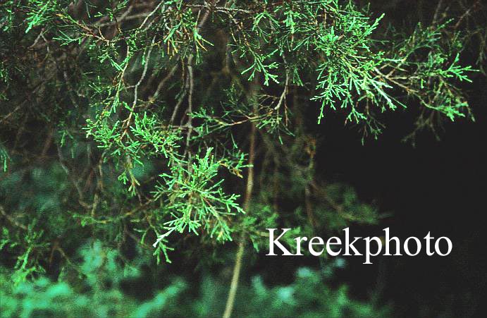 Juniperus virginiana