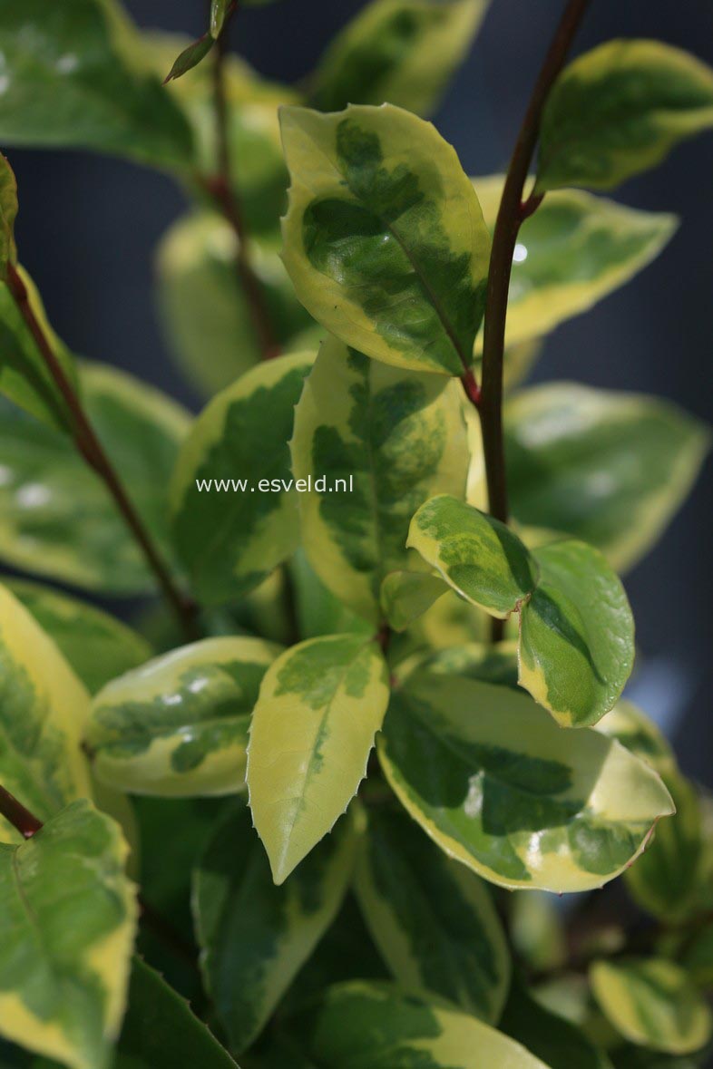 Kadsura japonica 'Fukurin'