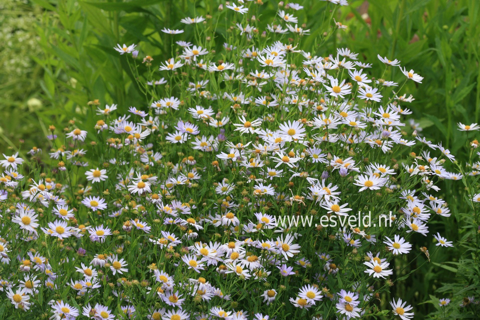 Kalimeris incisa 'Charlotte'