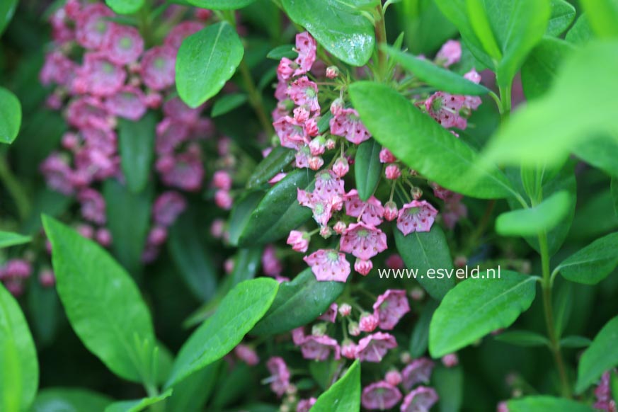 Kalmia angustifolia 'Compacta'