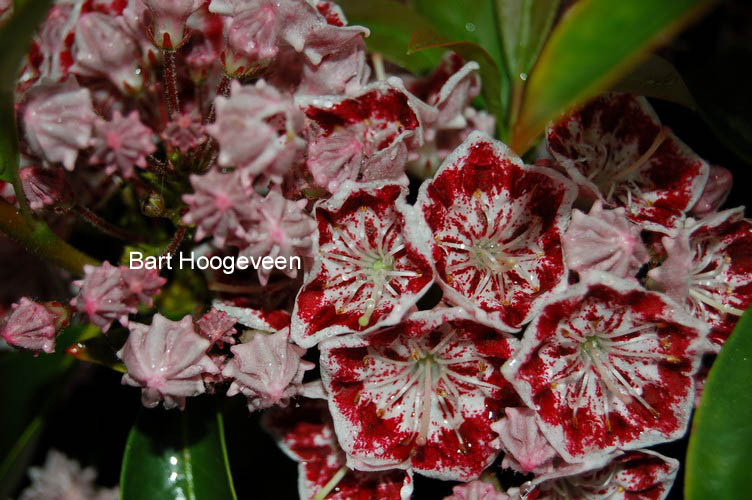 Kalmia latifolia 'Carousel'