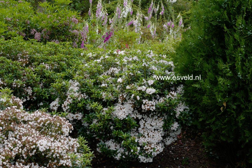 Kalmia latifolia 'Elf'