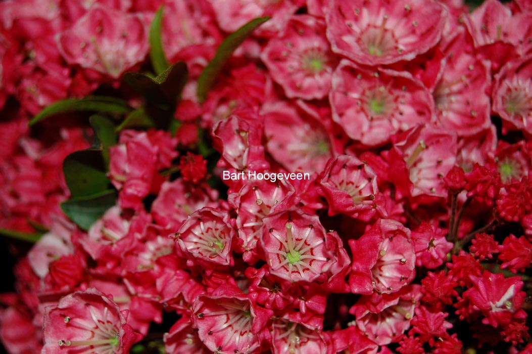 Kalmia latifolia 'Nancy'