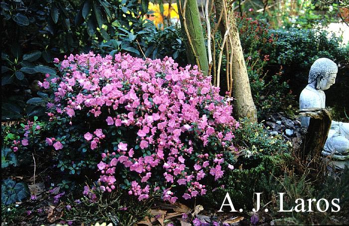 Kalmiopsis leachiana