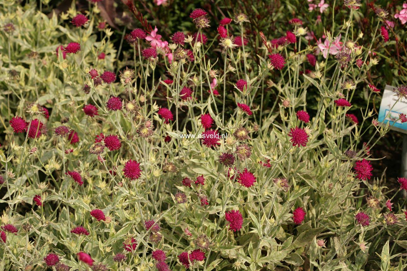 Knautia macedonica 'Thunder and Lightning'