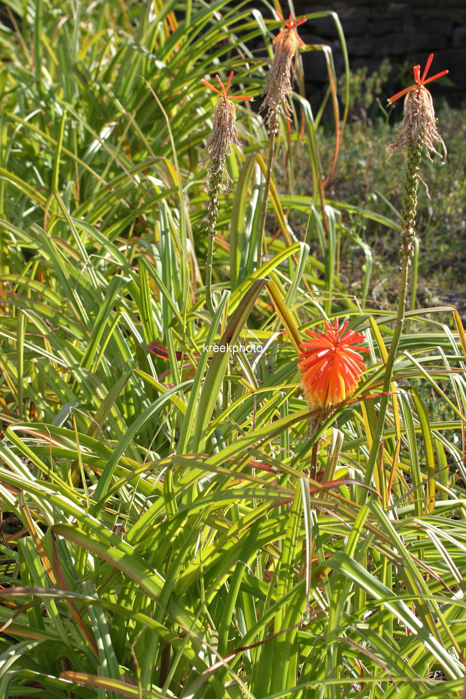 Kniphofia uvaria