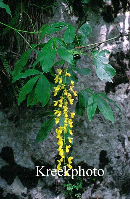 Laburnum alpinum