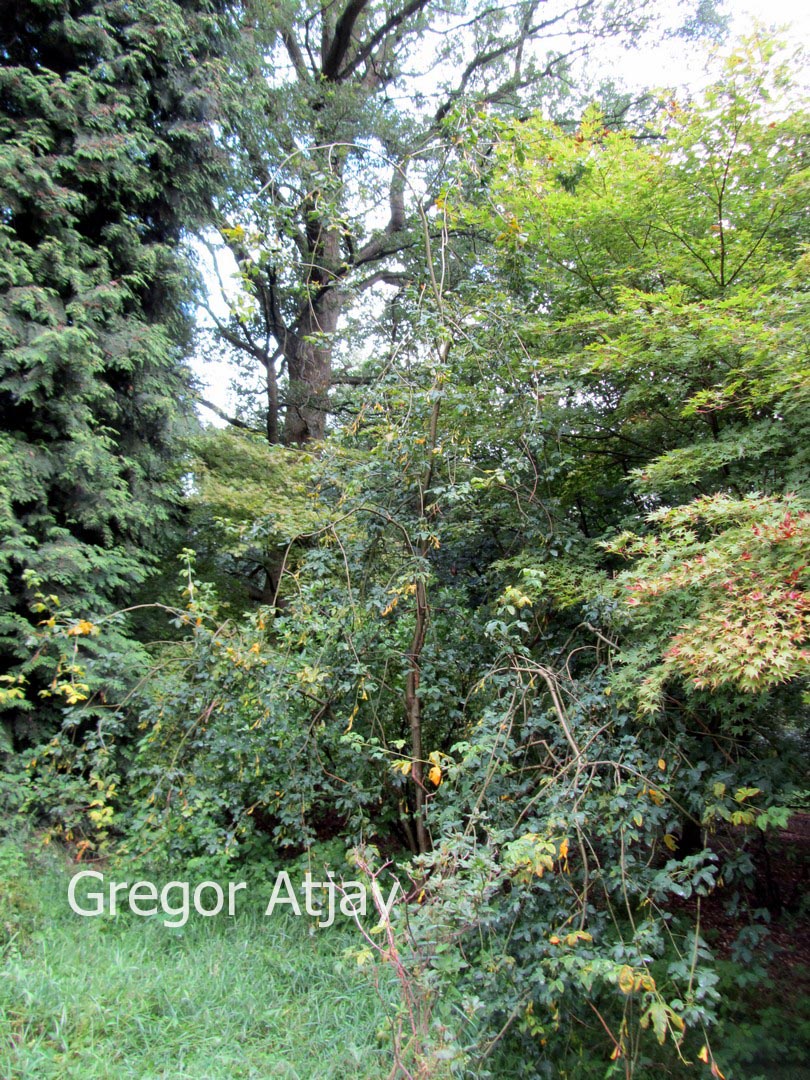 Laburnum anagyroides 'Pendulum'