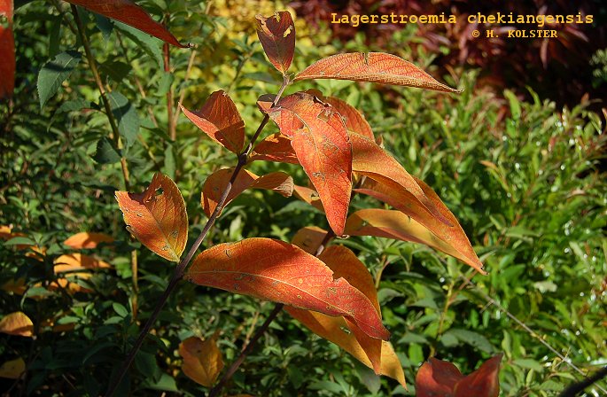 Lagerstroemia chekiangensis