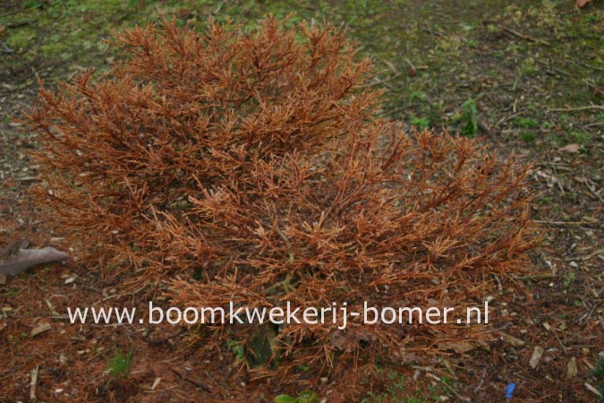 Larix gmelinii 'Dortmund'
