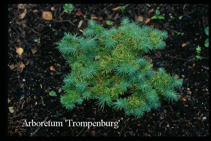 Larix kaempferi 'Blue Dwarf'